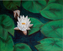 Seerose